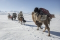 Winter Migration.  Altai Mountains.